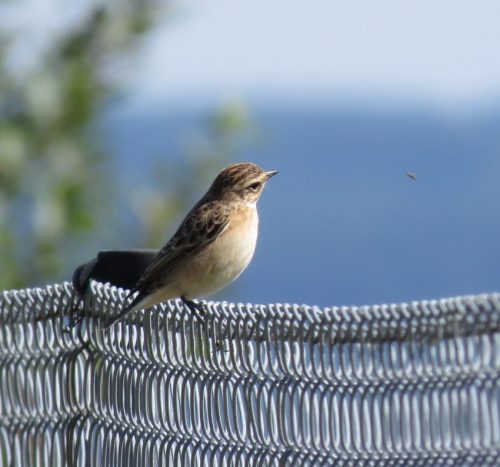 Braunkehlchen003