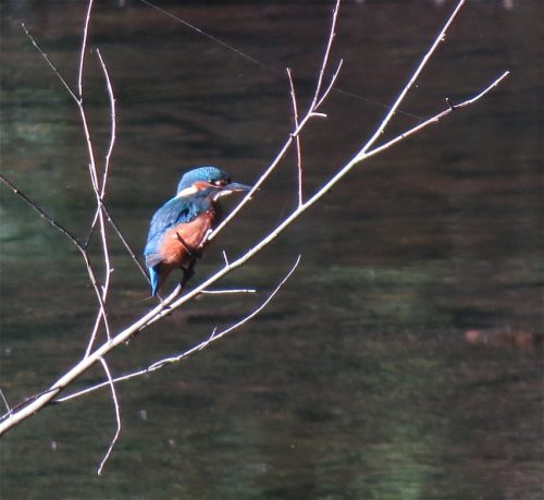 Eisvogel011