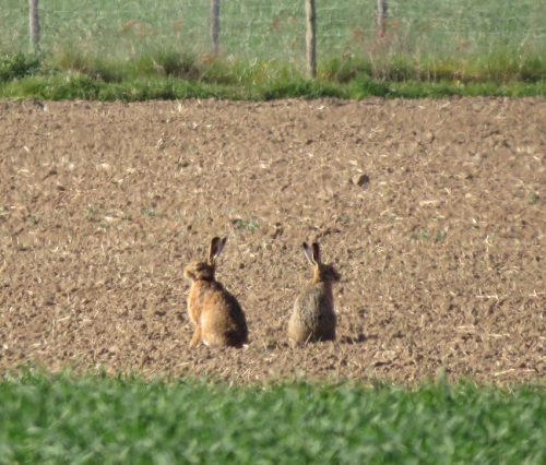 Feldhase041