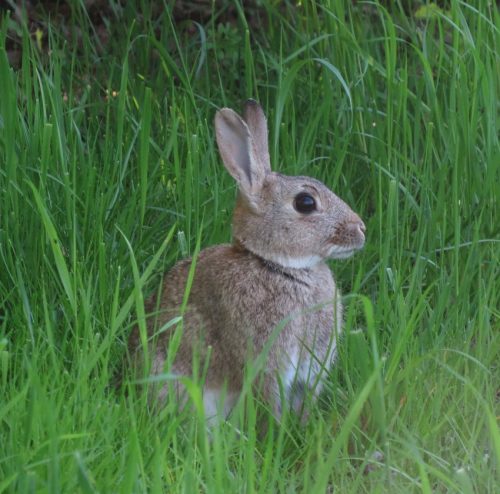 Kaninchen028
