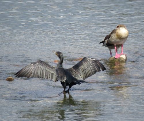 Kormoran020