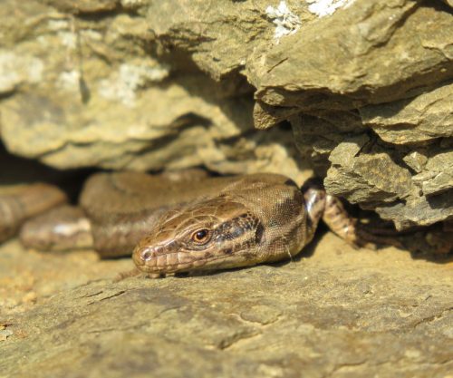 Mauereidechse-48