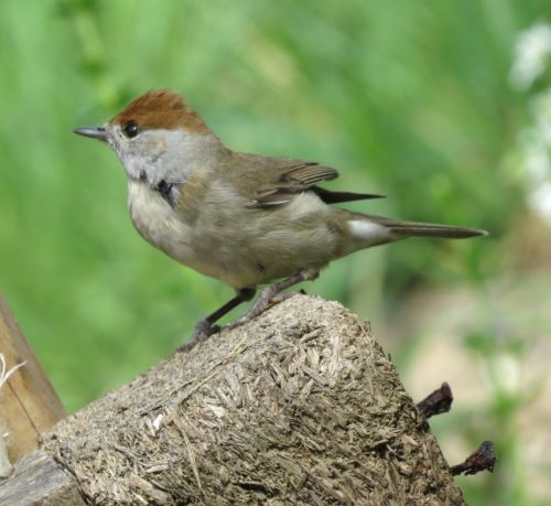 Moenchsgrasmuecke009