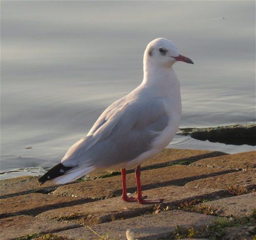 MoeweUnbekannt001