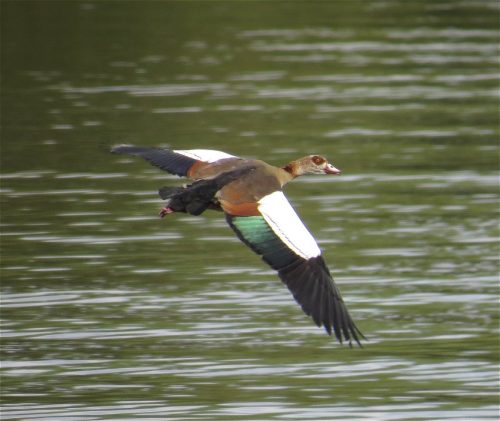 Nilgans034