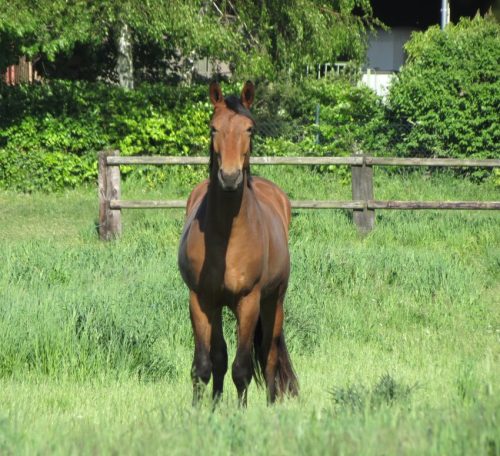 Pferd-Unbekannt048