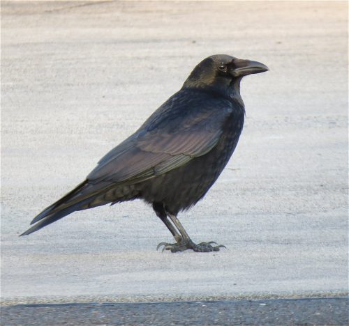 Rabenkraehe025
