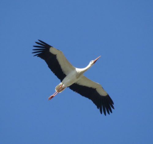 Weissstorch033