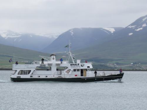 Others-Whale-watching-Iceland-Ambassador01