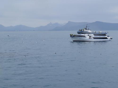 Others-Whale-watching-IcelandSpecial-Tours-Andrea03