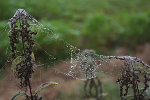 Spiderweb003