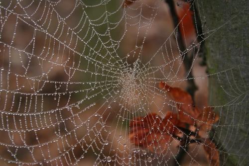 Spiderweb004