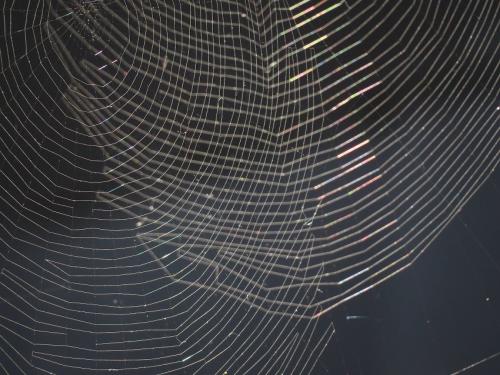 Spiderweb009