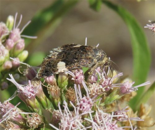 AckerwindenTrauereule01