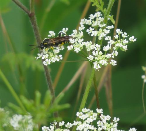 Blattwespe-Tenthredo-maculata-01