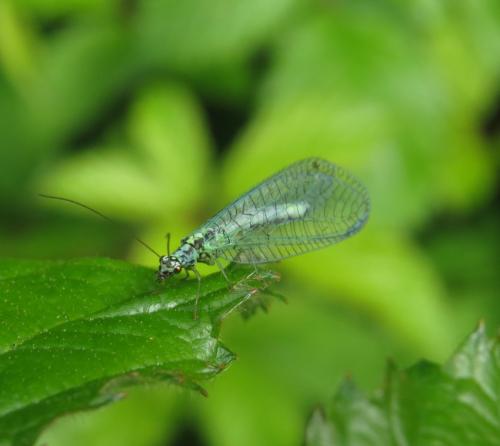 BlaueFlorfliege-Chrysopa-perla-02