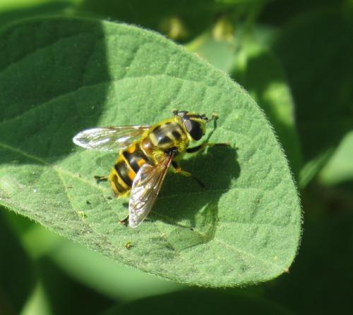 Breitband-Feldschwebfliege-02