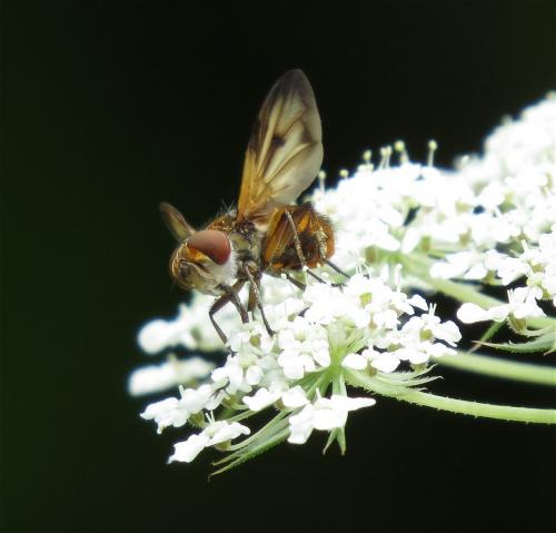 BreitfluegeligeRaupenfliege-03