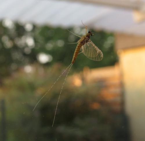 Eintagsfliege-02