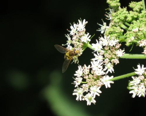 Fliege-Unbekannt-10