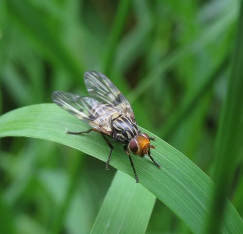 Fliege-Unbekannt-15