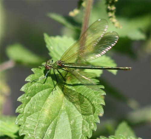 Gebaenderte-Prachtlibelle-03