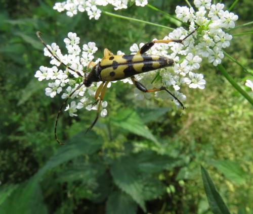 GefleckterSchmalbock04