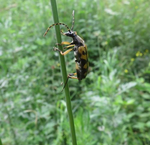 GefleckterSchmalbock07