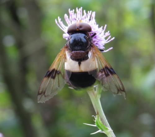 GemeineWaldschwebfliege-02