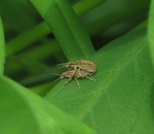 GrosserGrauerBlattrandruessler-Sitona-griseus-01