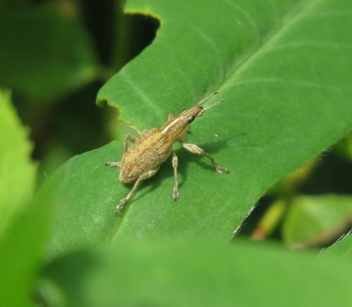 GrosserGrauerBlattrandruessler-Sitona-griseus-02