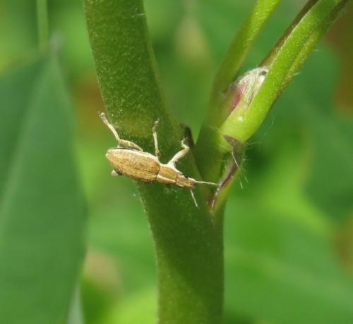 GrosserLupinenblattrandkaefer-01
