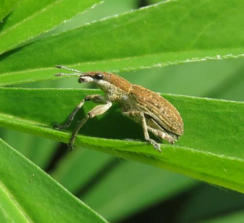 GrosserLupinenblattrandkaefer-02