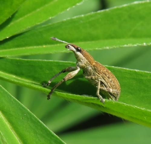 GrosserLupinenblattrandkaefer-03
