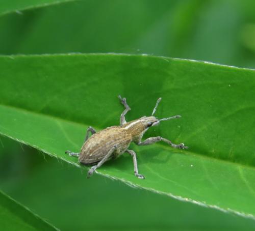 GrosserLupinenblattrandkaefer-04