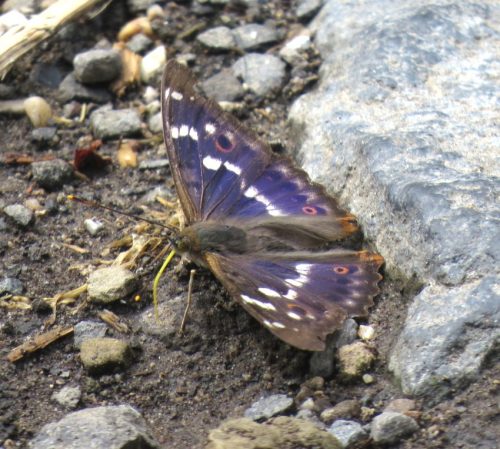 GrosserSchillerfalter-03