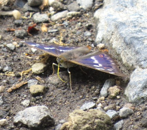 GrosserSchillerfalter-04