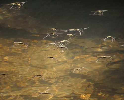 GrosserTeichwasserlaeufer-01