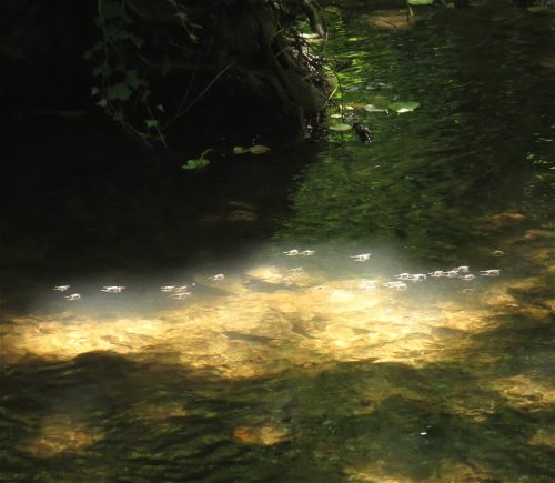 GrosserTeichwasserlaeufer-02