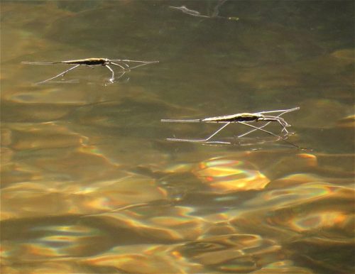 GrosserTeichwasserlaeufer-04