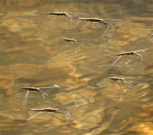 GrosserTeichwasserlaeufer-05