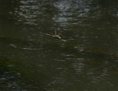 GrueneMosaikjungfer-01
