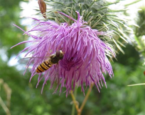 Hainschwebfliege-01