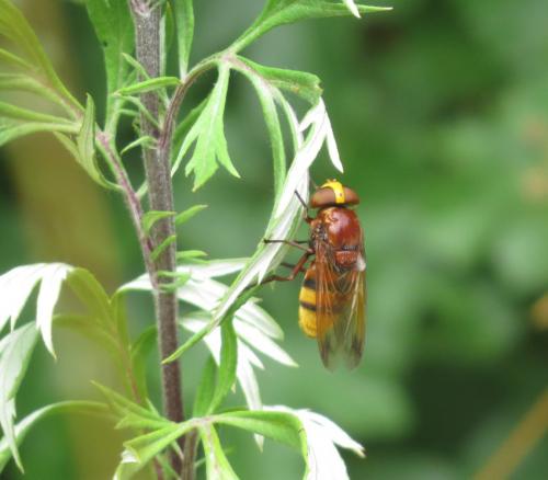 Hornissenschwebfliege-01