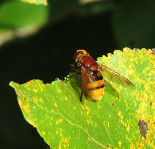 Hornissenschwebfliege-04