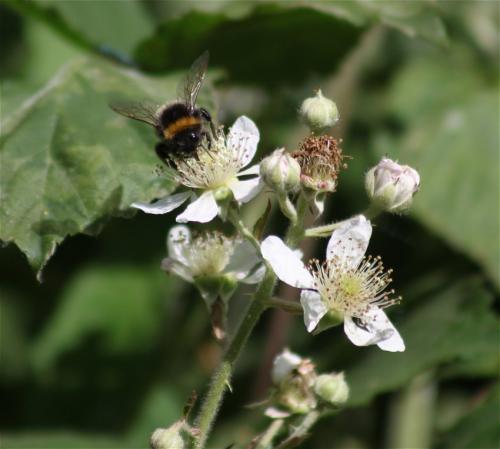 Hummel-Unbekannt-01
