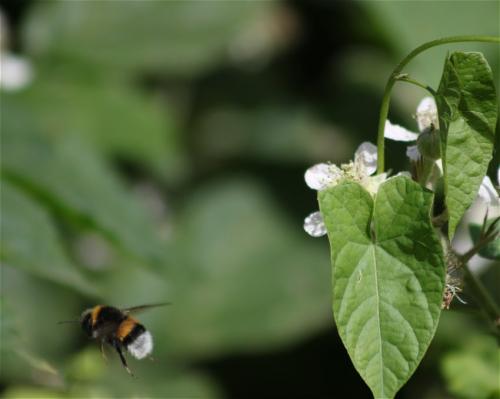 Hummel-Unbekannt-02