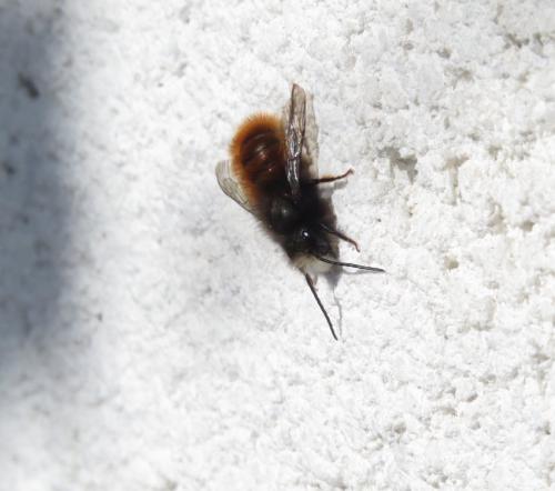 Hummel-Unbekannt-03