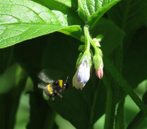 Hummel-Unbekannt-04