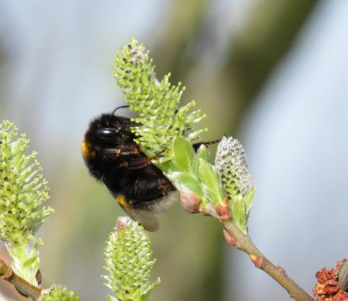 Hummel-Unbekannt-05